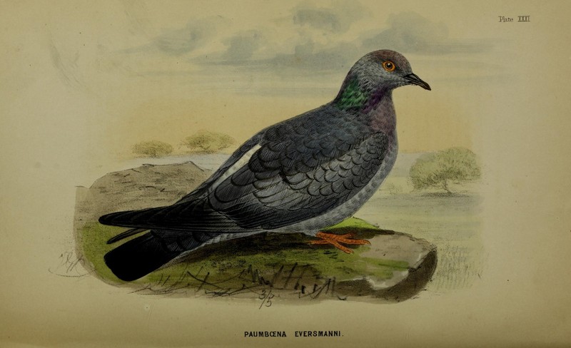 yellow-eyed pigeon, pale-backed pigeon (Columba eversmanni); DISPLAY FULL IMAGE.