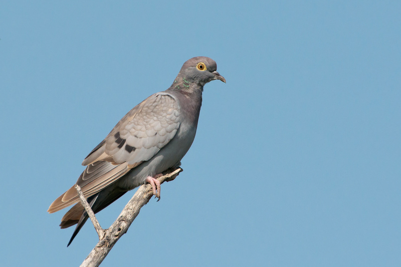 yellow-eyed pigeon, pale-backed pigeon (Columba eversmanni); DISPLAY FULL IMAGE.