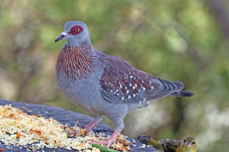 speckled pigeon, African rock pigeon (Columba guinea); DISPLAY FULL IMAGE.