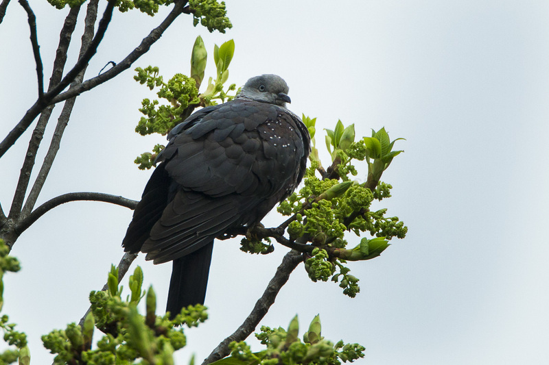 speckled wood pigeon (Columba hodgsonii); DISPLAY FULL IMAGE.