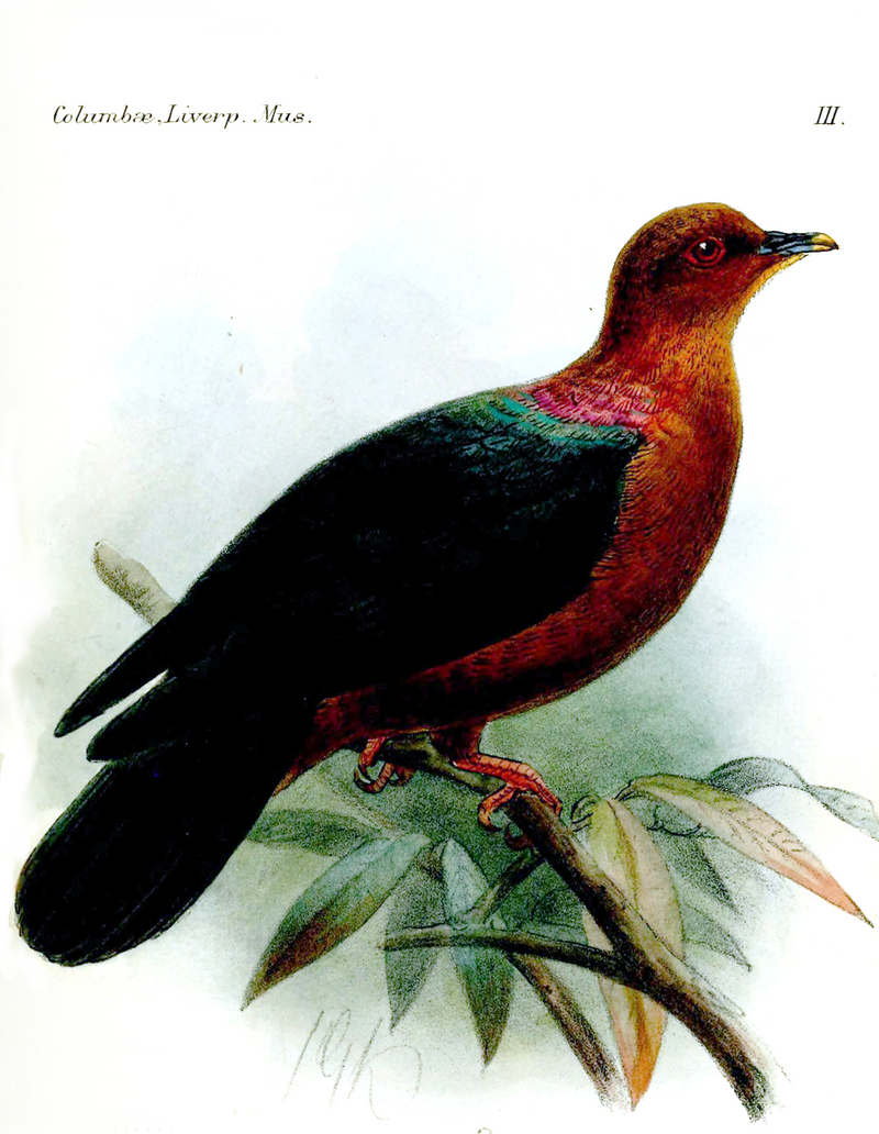 western bronze-naped pigeon (Columba iriditorques) female; DISPLAY FULL IMAGE.