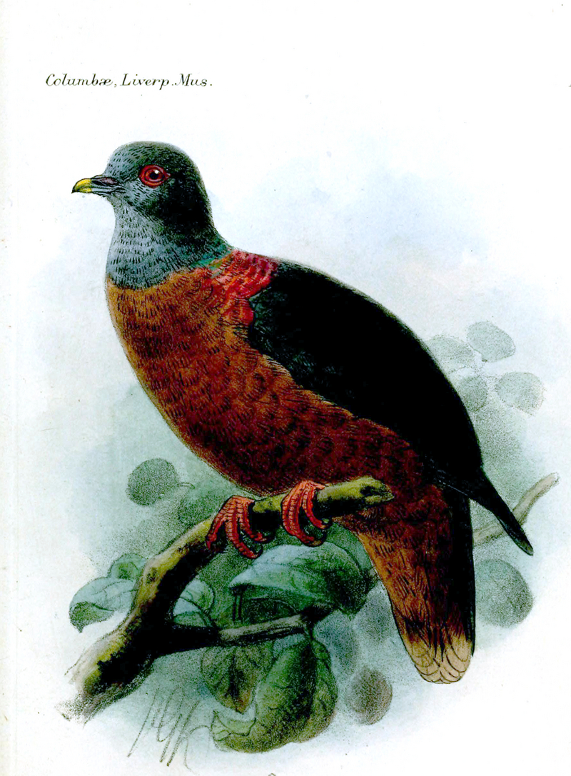 western bronze-naped pigeon (Columba iriditorques) male; DISPLAY FULL IMAGE.