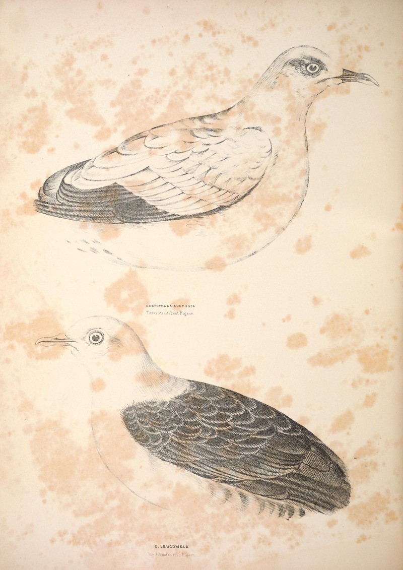 Torresian imperial pigeon (Ducula spilorrhoa), white-headed pigeon (Columba leucomela); DISPLAY FULL IMAGE.