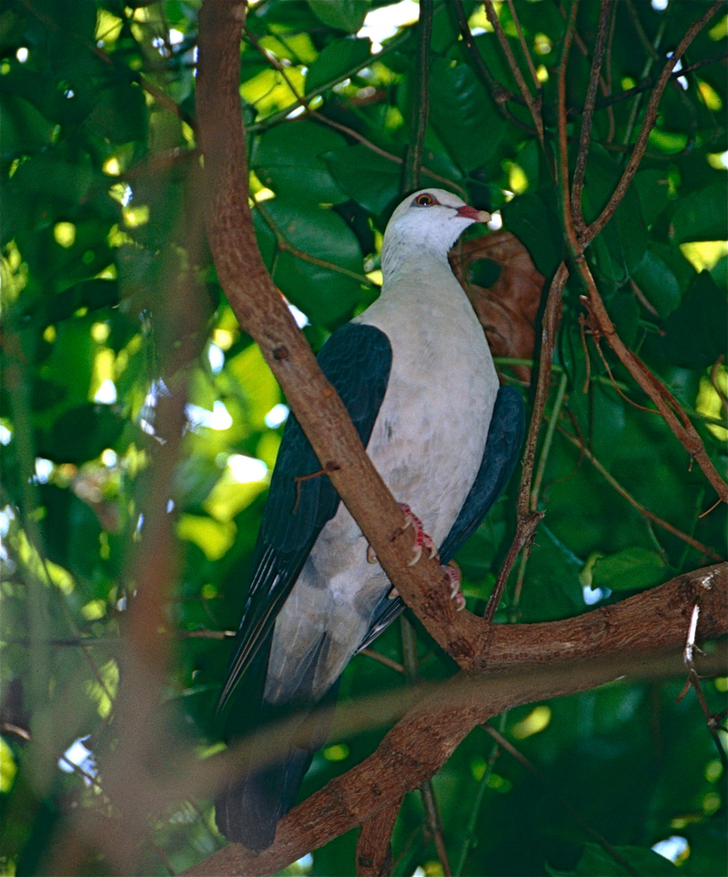 white-headed pigeon (Columba leucomela); DISPLAY FULL IMAGE.