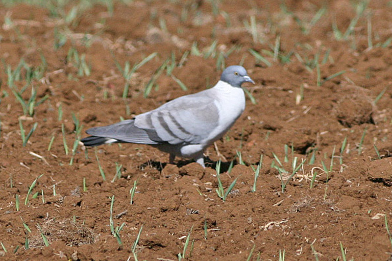 snow pigeon (Columba leuconota); DISPLAY FULL IMAGE.