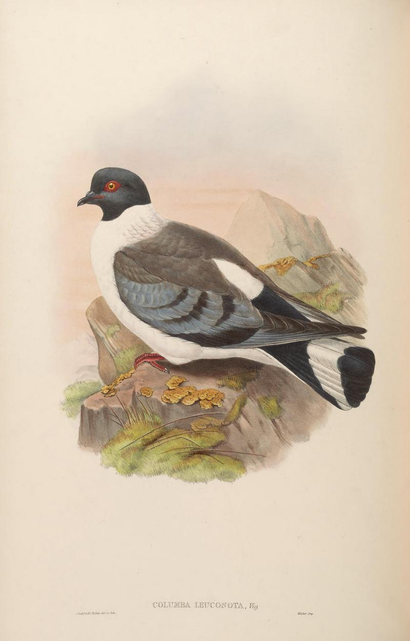 snow pigeon (Columba leuconota); DISPLAY FULL IMAGE.