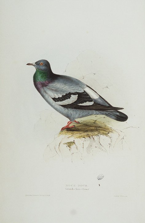 rock dove, rock pigeon (Columba livia); Image ONLY