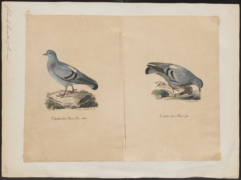 rock dove, rock pigeon (Columba livia); DISPLAY FULL IMAGE.