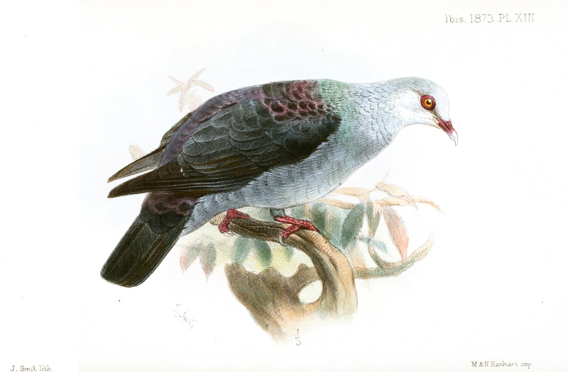 Andaman wood pigeon (Columba palumboides); DISPLAY FULL IMAGE.
