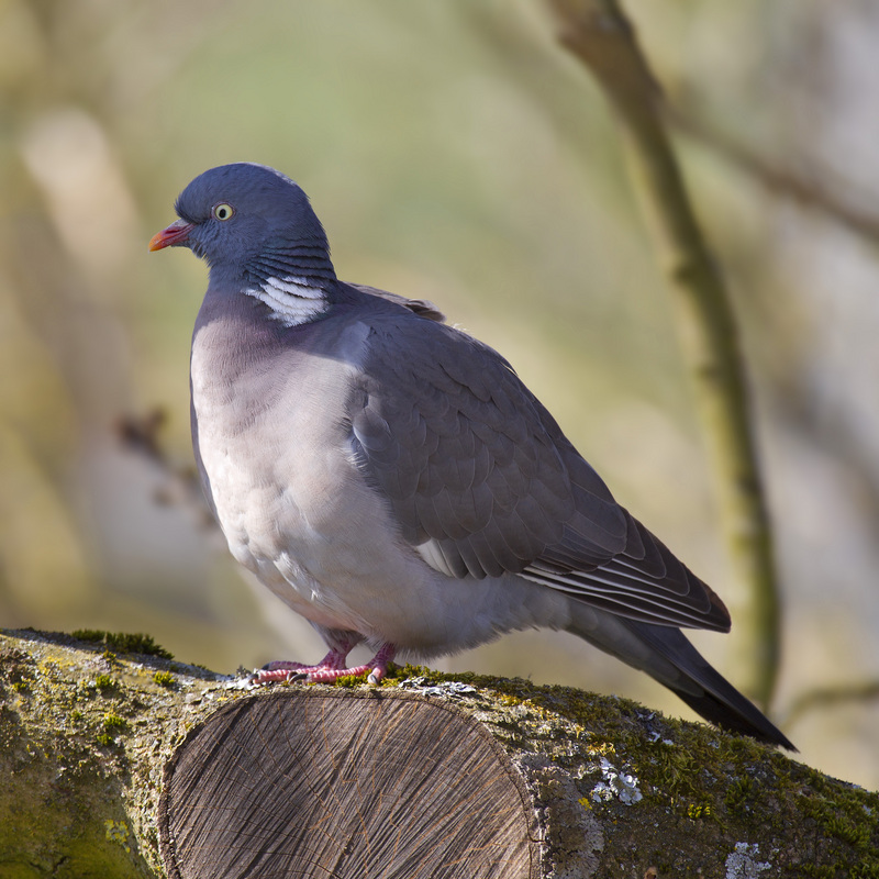 common wood pigeon (Columba palumbus); DISPLAY FULL IMAGE.
