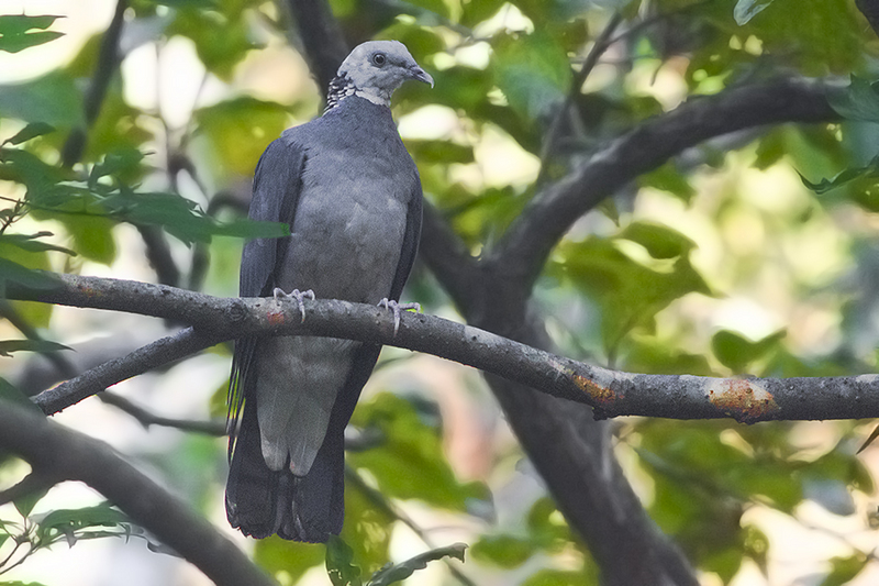 ashy wood pigeon (Columba pulchricollis); DISPLAY FULL IMAGE.