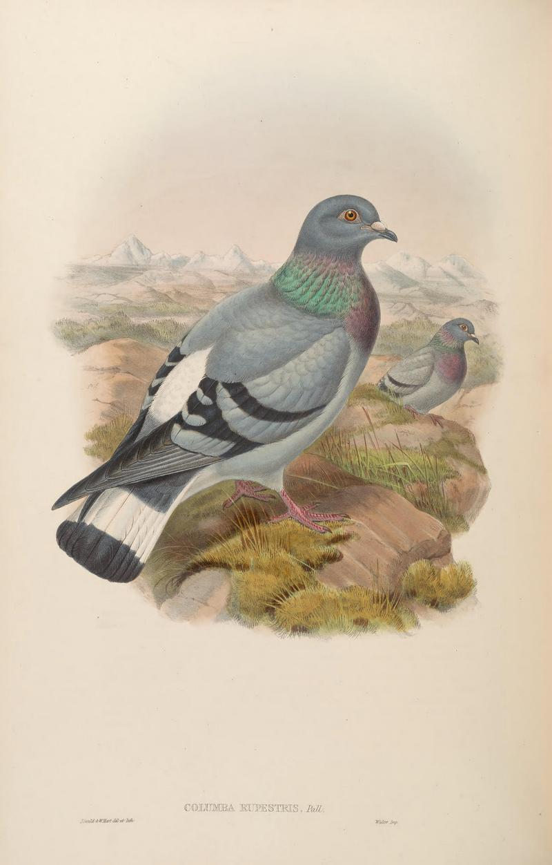 hill pigeon, eastern rock dove, Turkestan hill dove (Columba rupestris); DISPLAY FULL IMAGE.