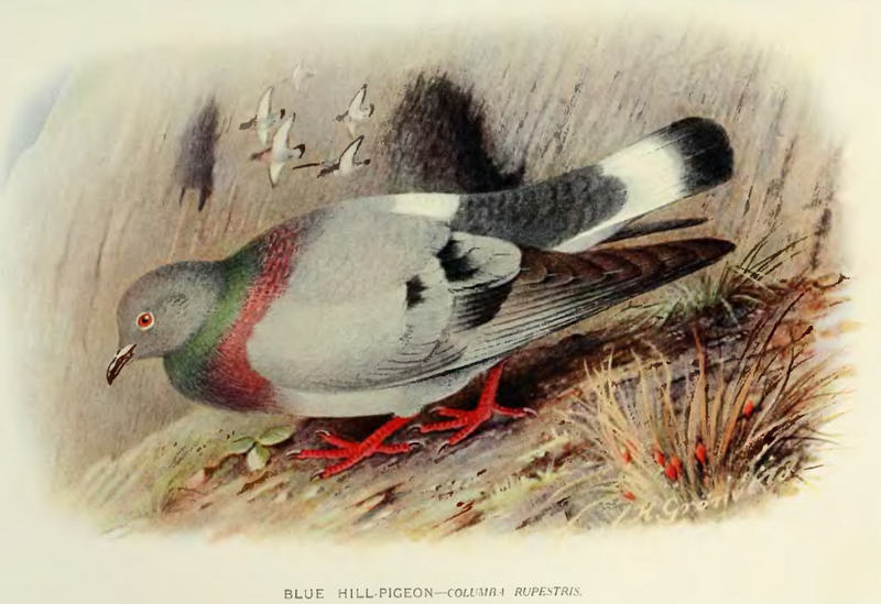 hill pigeon, eastern rock dove, Turkestan hill dove (Columba rupestris); DISPLAY FULL IMAGE.