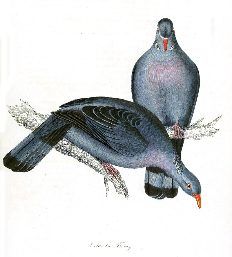 trocaz pigeon, Madeira laurel pigeon, long-toed pigeon (Columba trocaz); DISPLAY FULL IMAGE.
