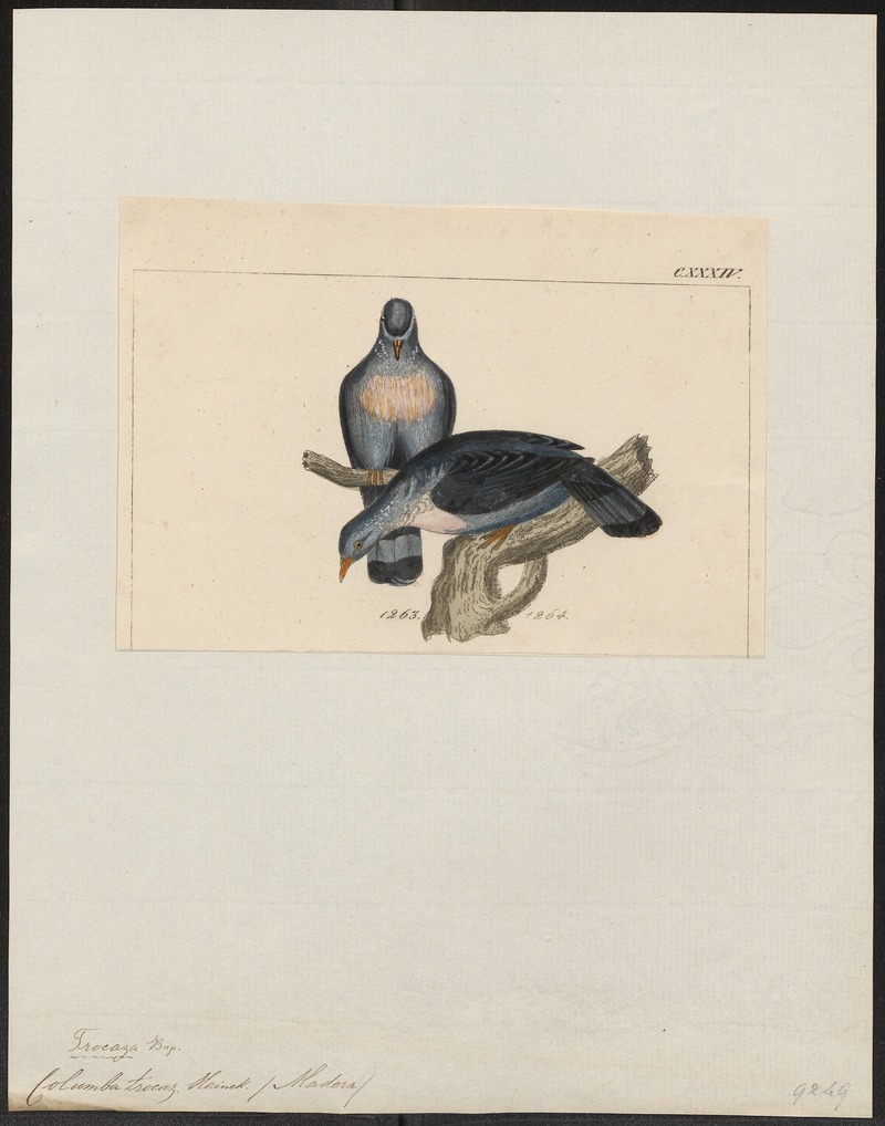 trocaz pigeon, Madeira laurel pigeon, long-toed pigeon (Columba trocaz); DISPLAY FULL IMAGE.