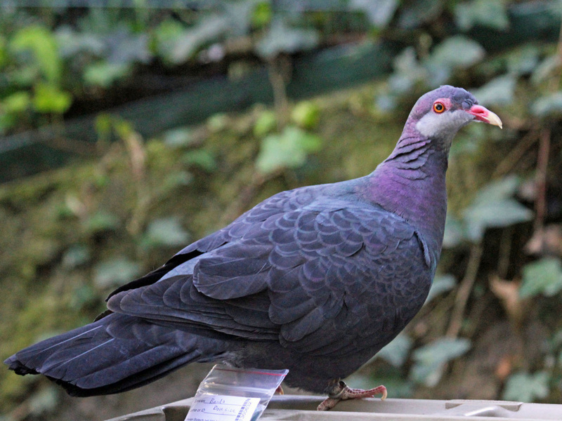 metallic pigeon, white-throated pigeon (Columba vitiensis); DISPLAY FULL IMAGE.
