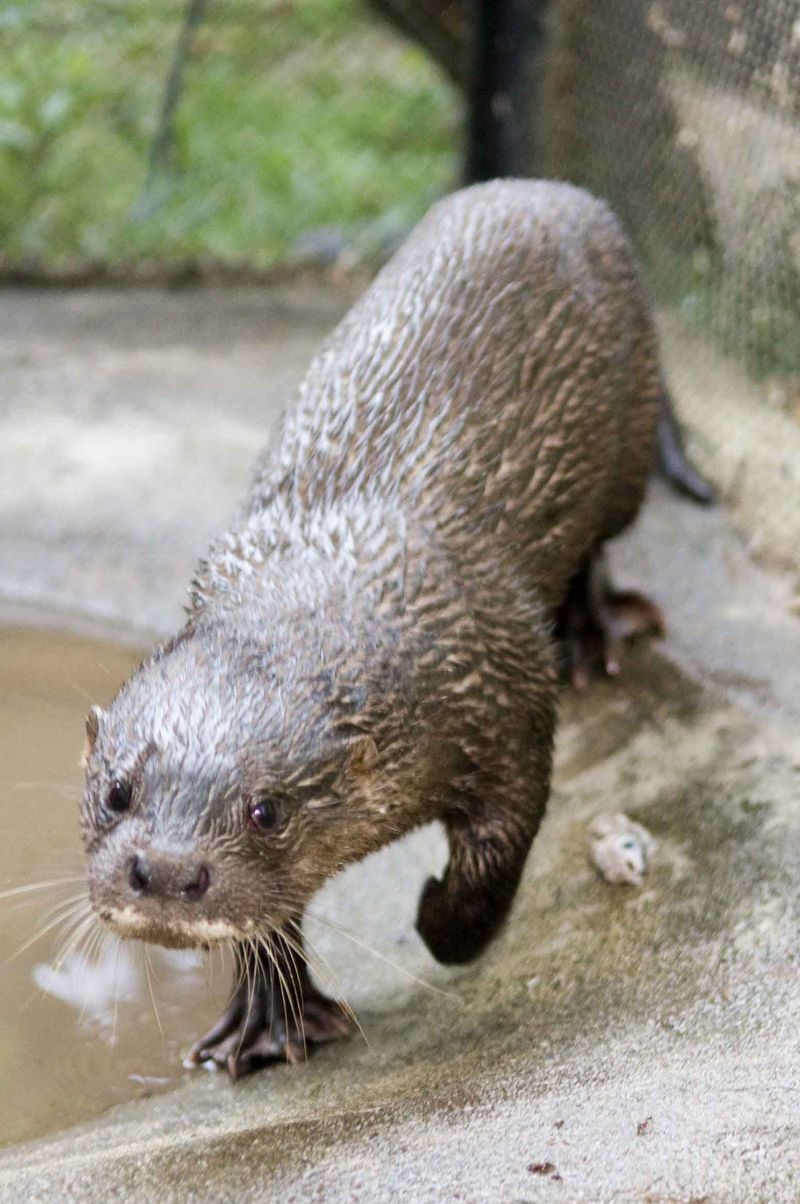 hairy-nosed otter (Lutra sumatrana); DISPLAY FULL IMAGE.