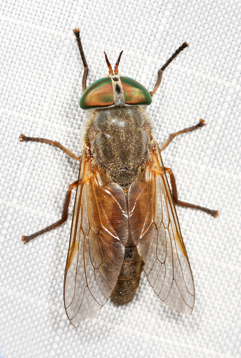 Tabanus nigrovittatus, greenhead horse fly; DISPLAY FULL IMAGE.
