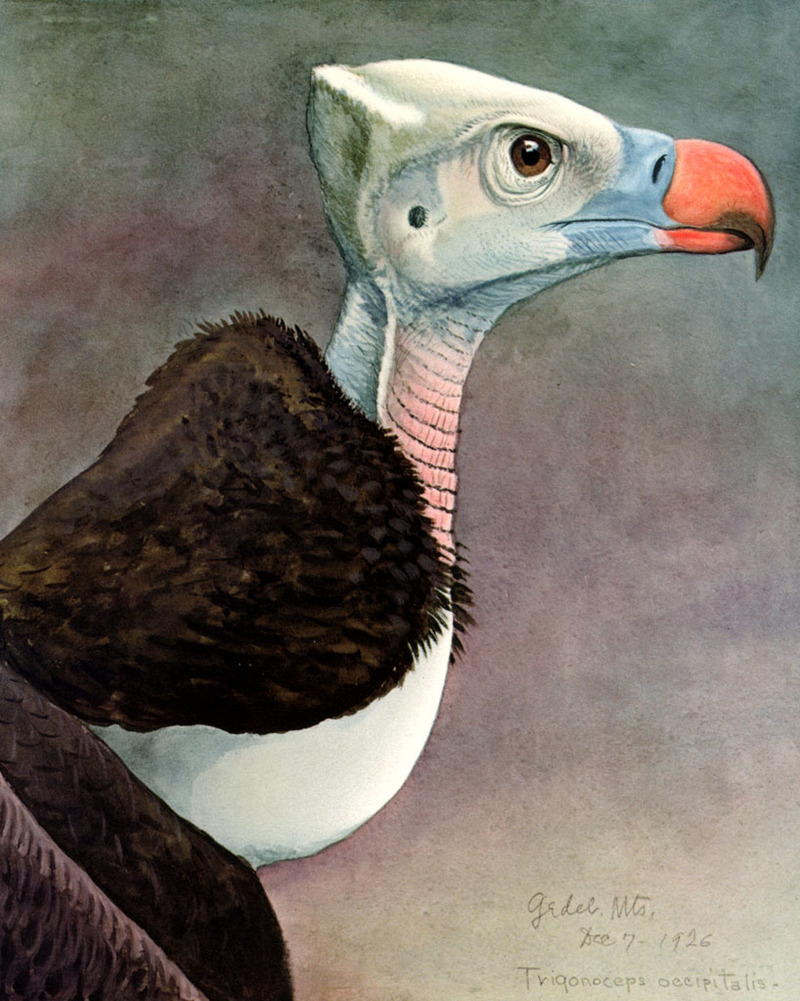 white-headed vulture (Trigonoceps occipitalis); DISPLAY FULL IMAGE.