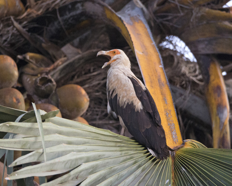 palm-nut vulture (Gypohierax angolensis); DISPLAY FULL IMAGE.