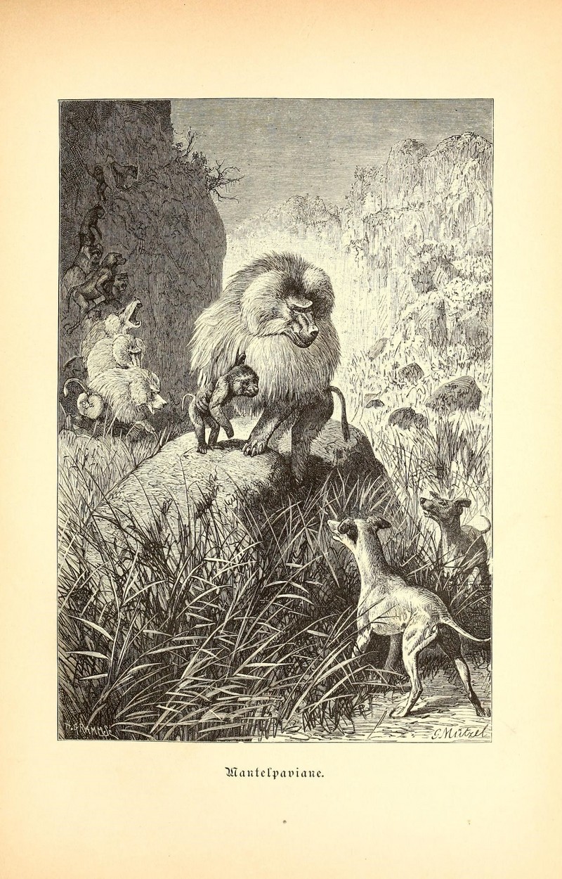 hamadryas baboon (Papio hamadryas); DISPLAY FULL IMAGE.
