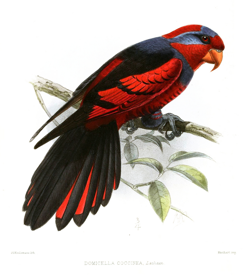 red-and-blue lory (Eos histrio); DISPLAY FULL IMAGE.
