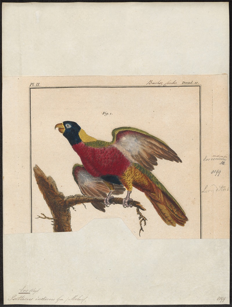 red-and-blue lory (Eos histrio); DISPLAY FULL IMAGE.