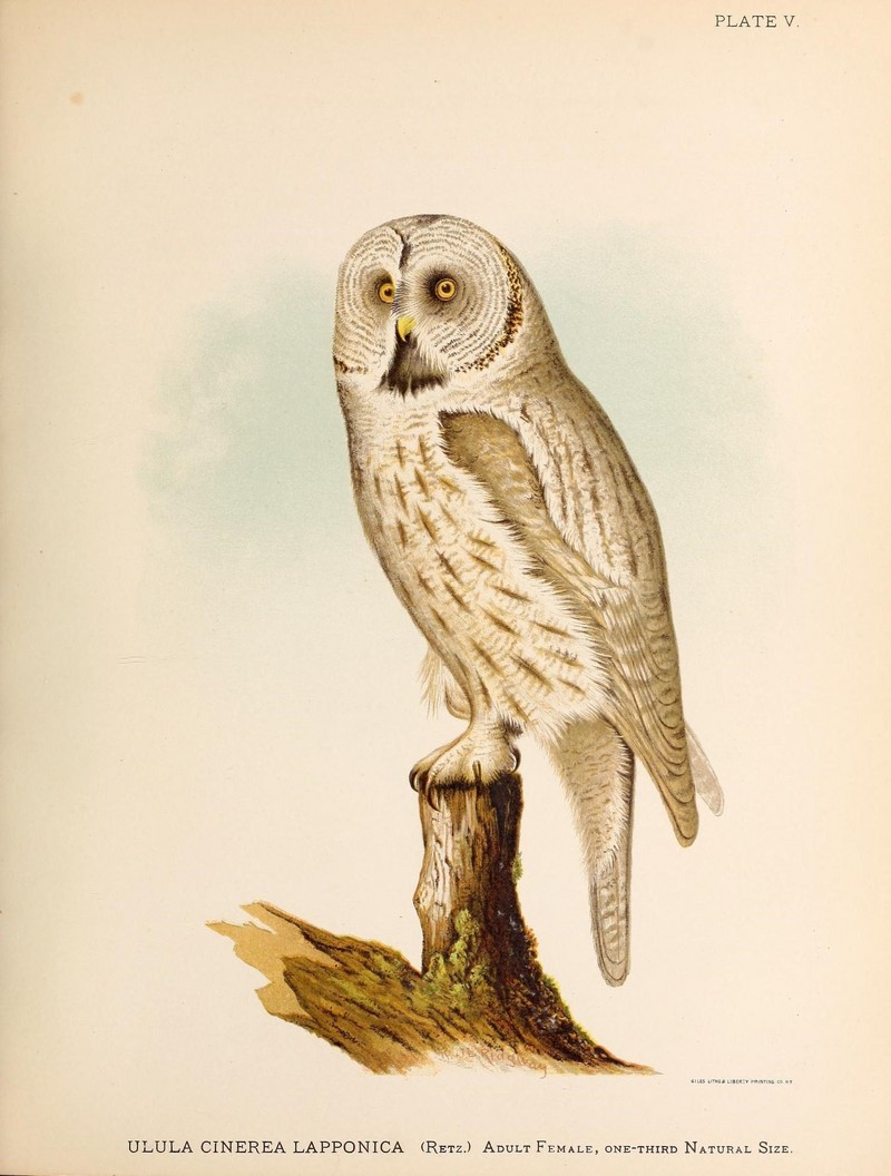 great grey owl, great gray owl (Strix nebulosa); DISPLAY FULL IMAGE.