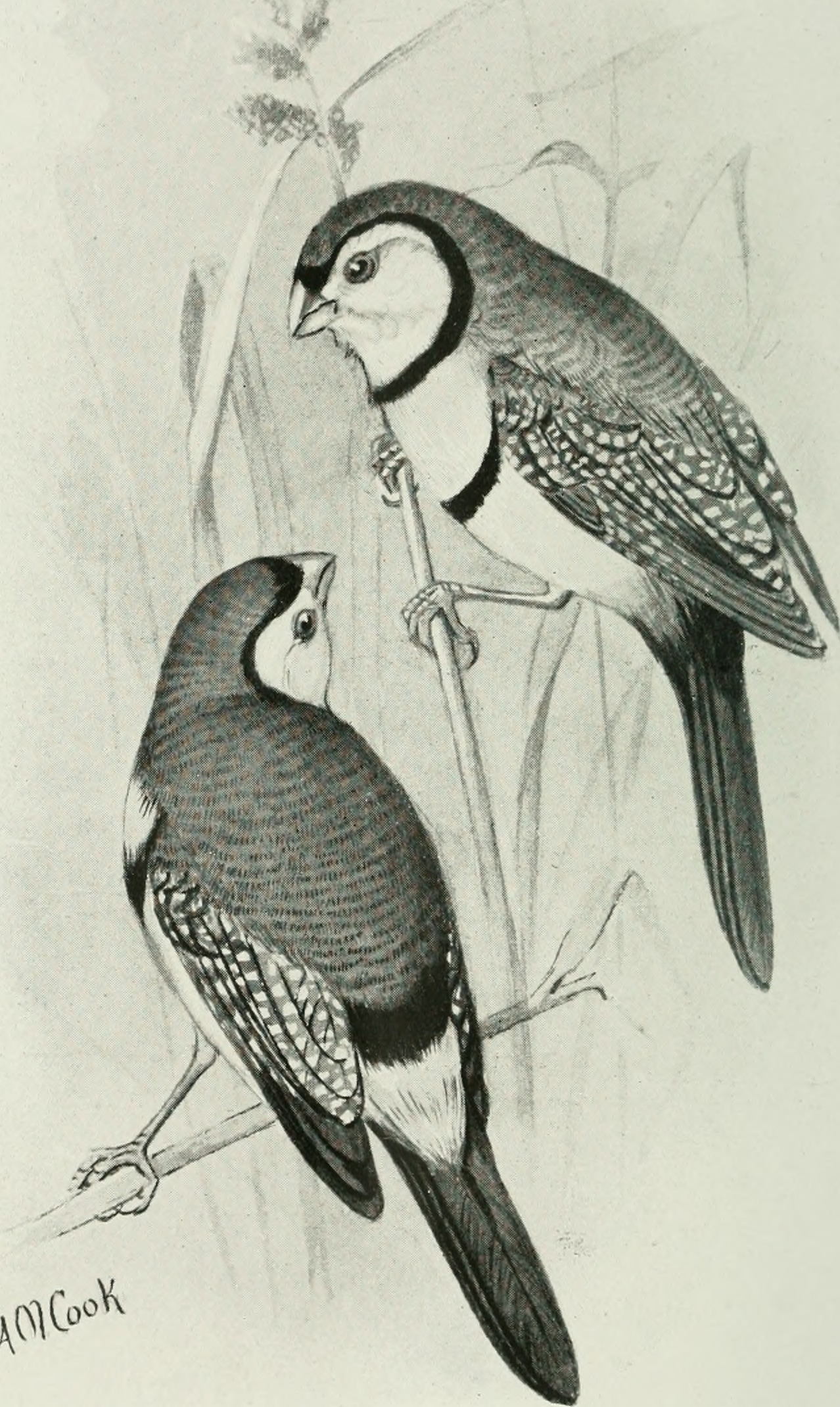 double-barred finch (Taeniopygia bichenovii); Image ONLY