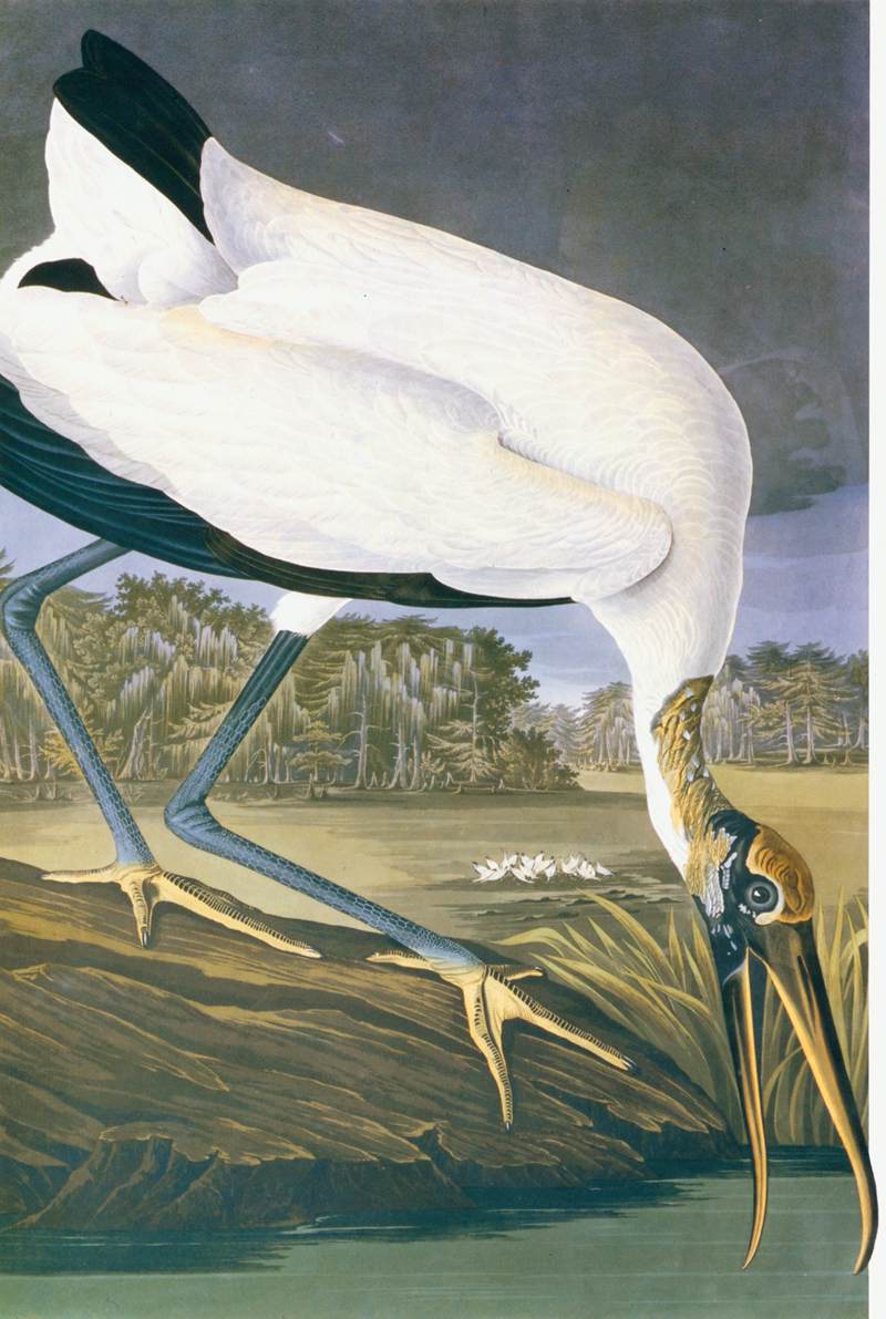 wood stork (Mycteria americana); DISPLAY FULL IMAGE.
