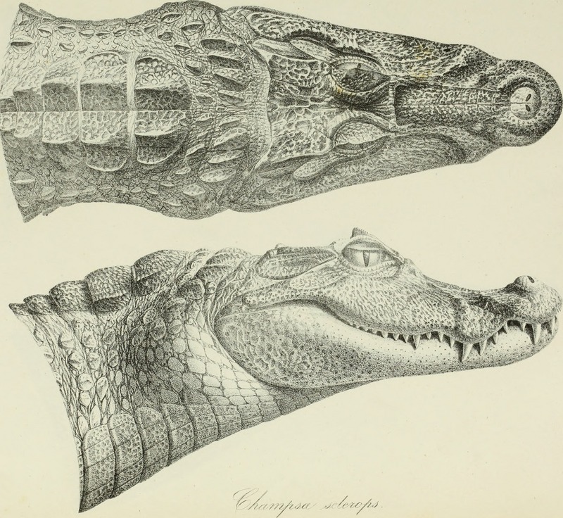 spectacled caiman drawing