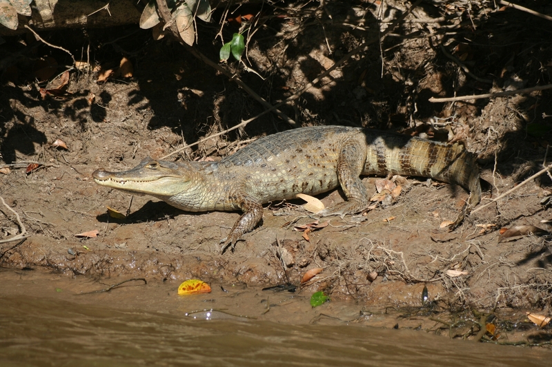 spectacled caiman, white caiman (Caiman crocodilus); DISPLAY FULL IMAGE.