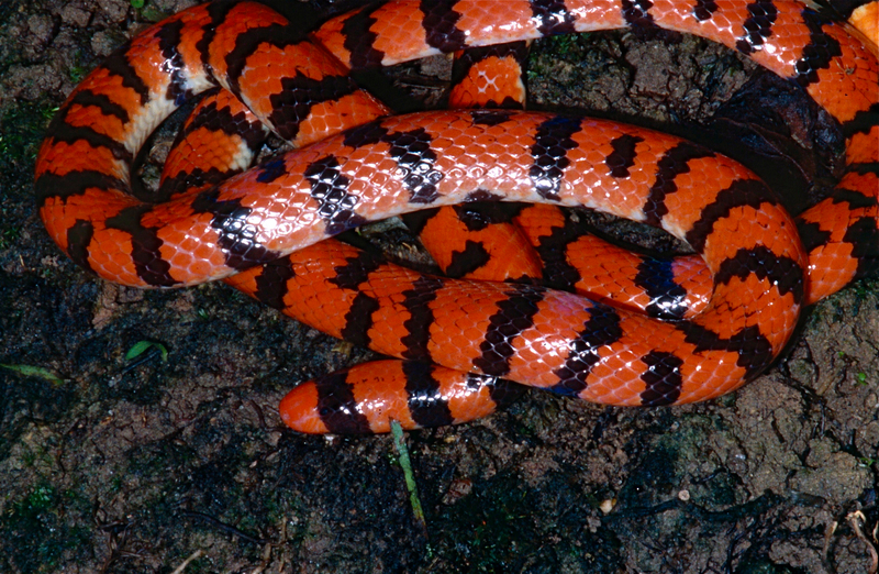 red pipe snake, false coral snake (Anilius scytale); DISPLAY FULL IMAGE.