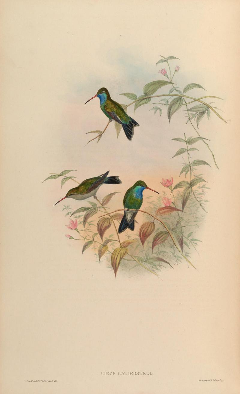 broad-billed hummingbird (Cynanthus latirostris); DISPLAY FULL IMAGE.