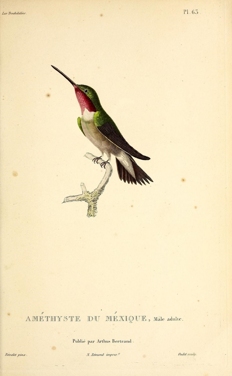 broad-tailed hummingbird (Selasphorus platycercus); DISPLAY FULL IMAGE.