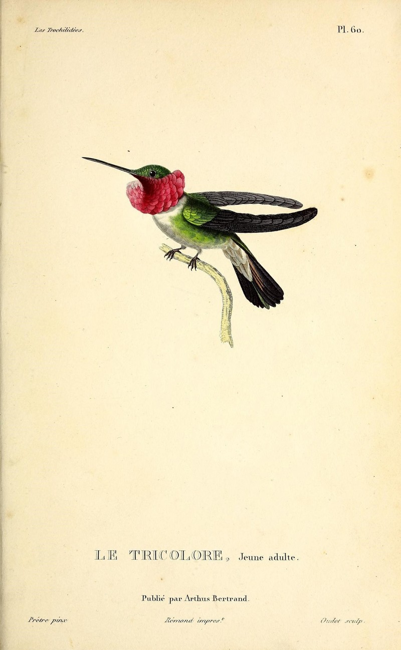 broad-tailed hummingbird (Selasphorus platycercus); DISPLAY FULL IMAGE.