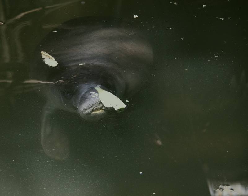 Amazonian manatee (Trichechus inunguis); DISPLAY FULL IMAGE.