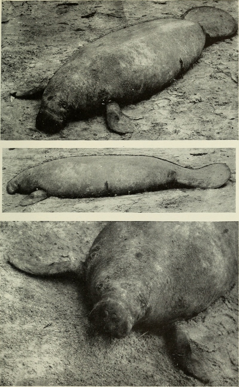 West African manatee, sea cow (Trichechus senegalensis); DISPLAY FULL IMAGE.