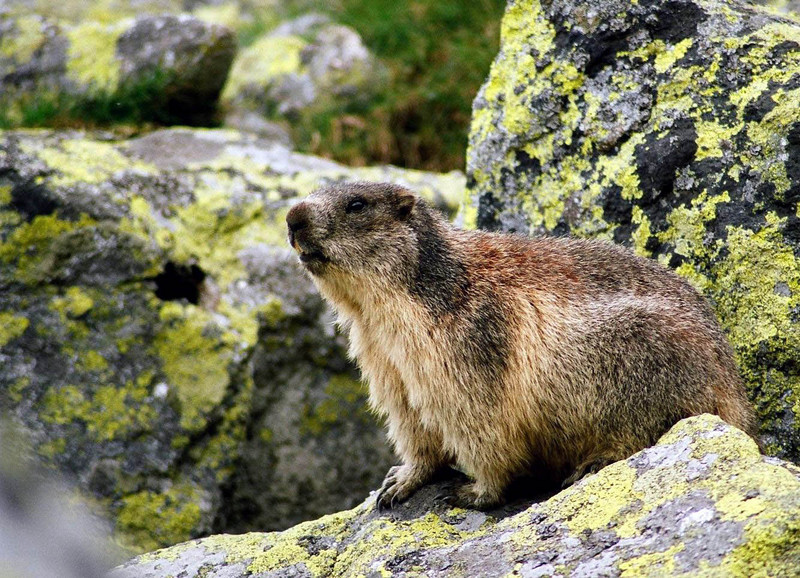 Tatra marmot (Marmota marmota latirostris); DISPLAY FULL IMAGE.
