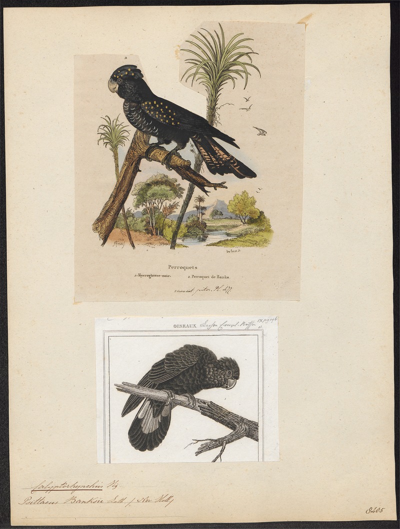 red-tailed black cockatoo (Calyptorhynchus banksii); DISPLAY FULL IMAGE.