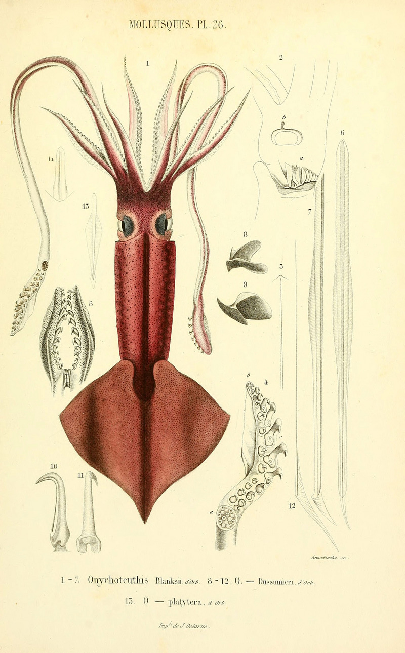 Onychoteuthis banksii, common clubhook squid; DISPLAY FULL IMAGE.