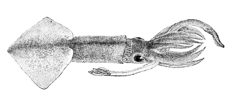Onychoteuthis banksii, common clubhook squid; DISPLAY FULL IMAGE.