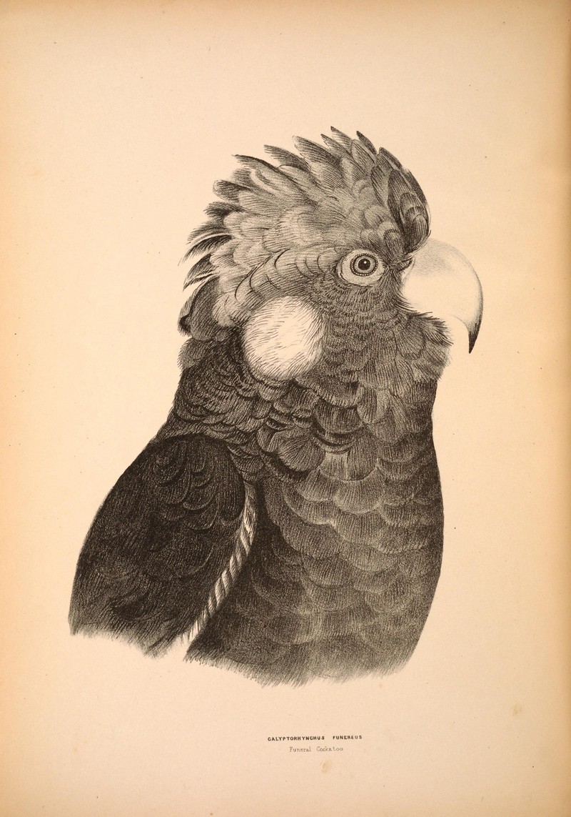 yellow-tailed black cockatoo (Calyptorhynchus funereus); DISPLAY FULL IMAGE.