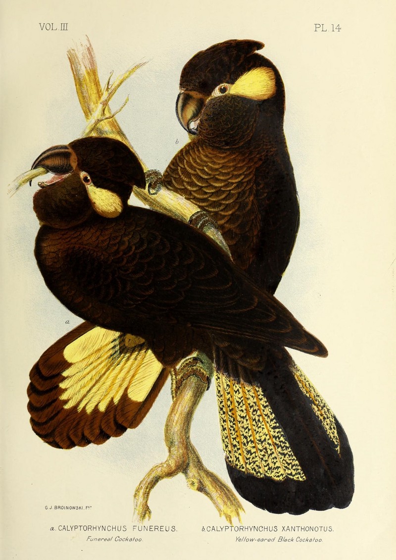yellow-tailed black cockatoo (Calyptorhynchus funereus); DISPLAY FULL IMAGE.