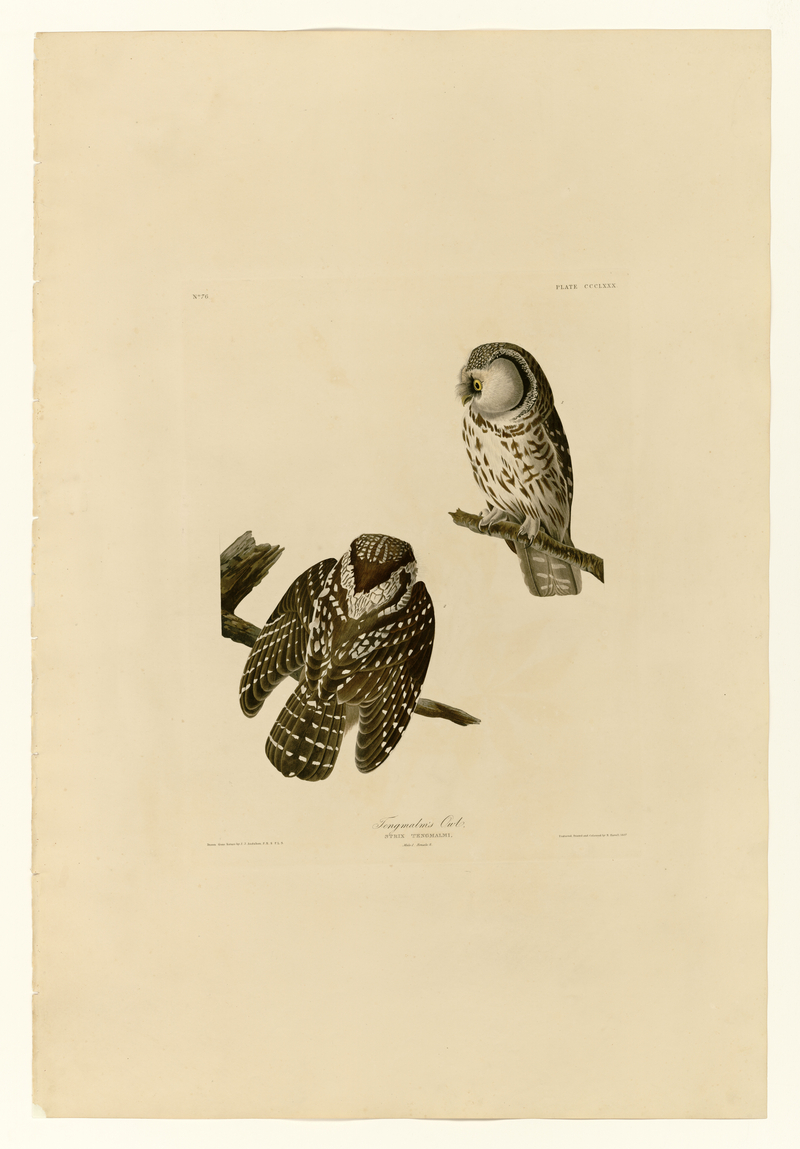 boreal owl (Aegolius funereus); DISPLAY FULL IMAGE.