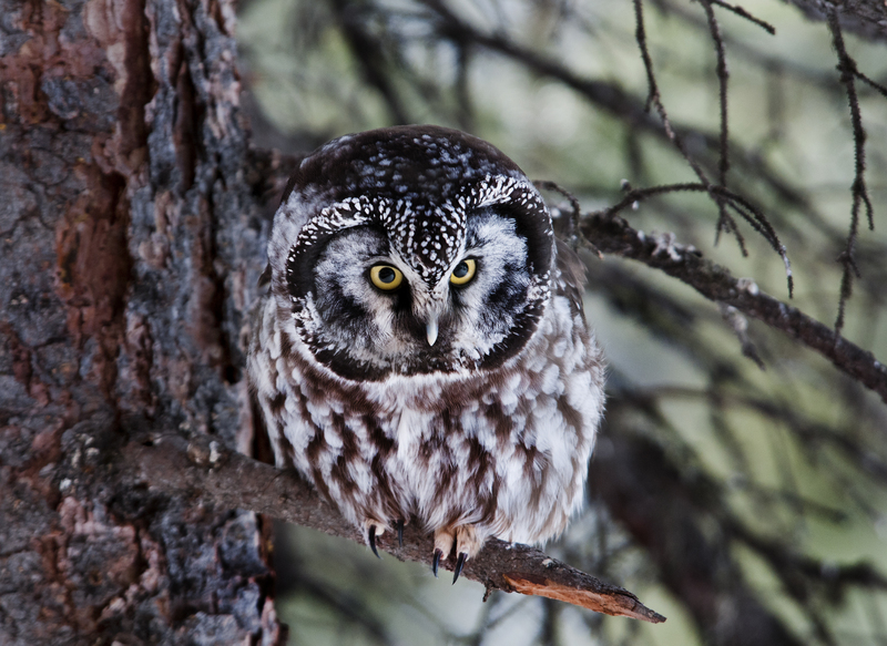 boreal owl (Aegolius funereus); DISPLAY FULL IMAGE.