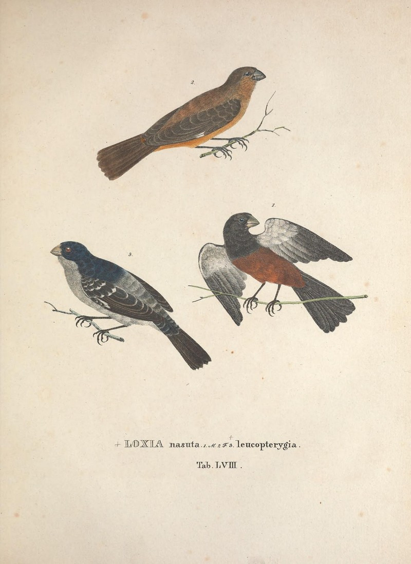 chestnut-bellied seed finch (Oryzoborus angolensis), two-barred crossbill (Loxia leucoptera); DISPLAY FULL IMAGE.