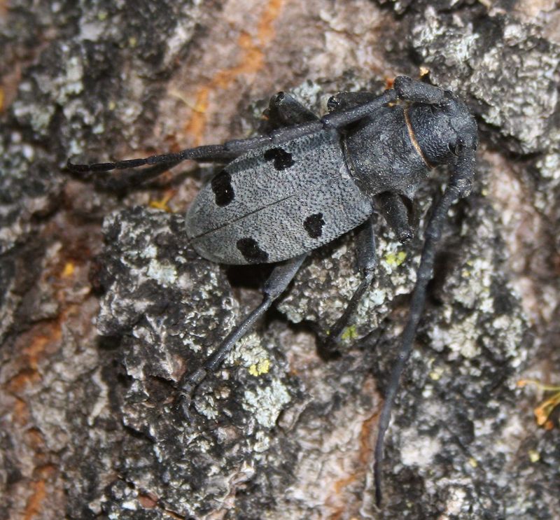 Morimus funereus (longhorn beetle); DISPLAY FULL IMAGE.