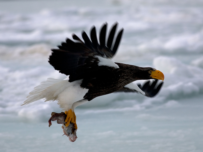 Steller's sea eagle (Haliaeetus pelagicus); DISPLAY FULL IMAGE.