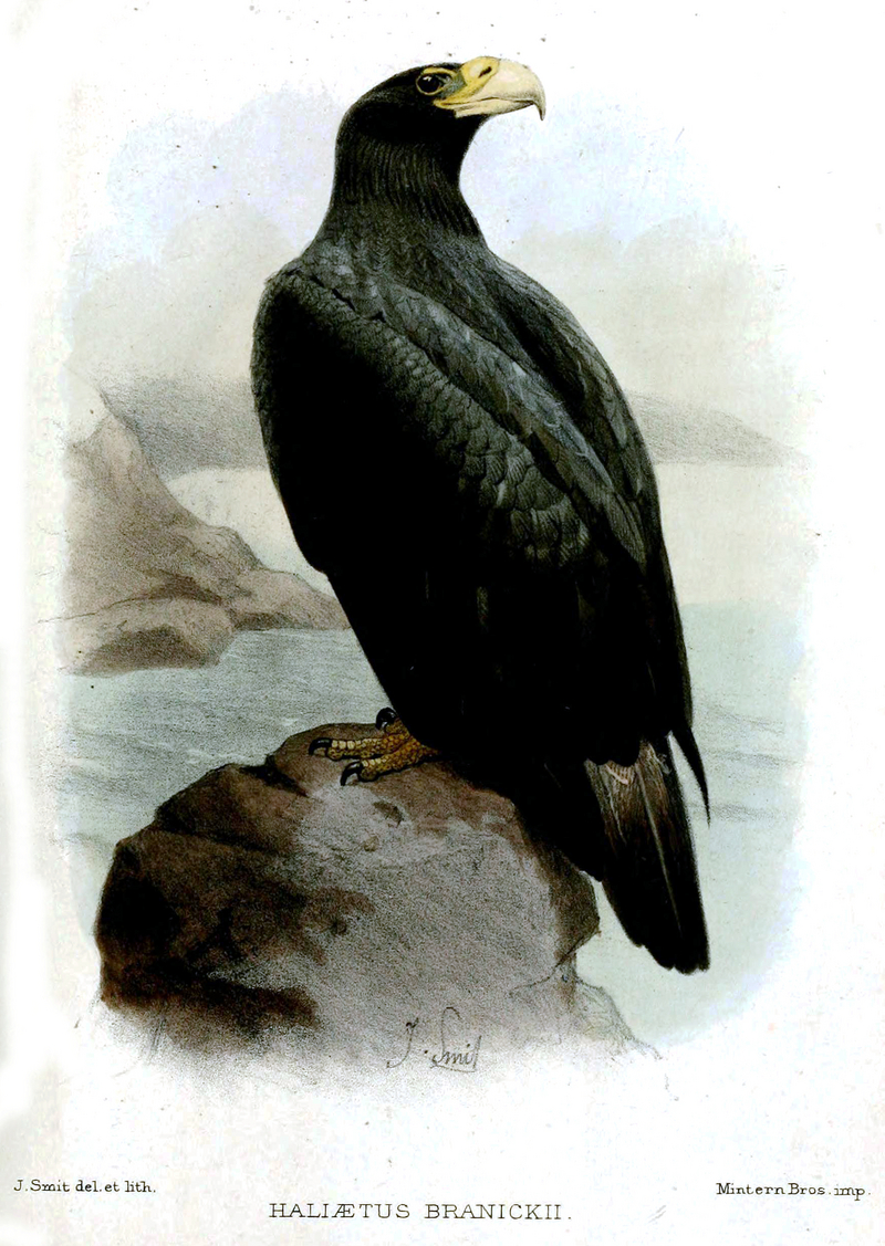 Steller's sea eagle (Haliaeetus pelagicus); DISPLAY FULL IMAGE.